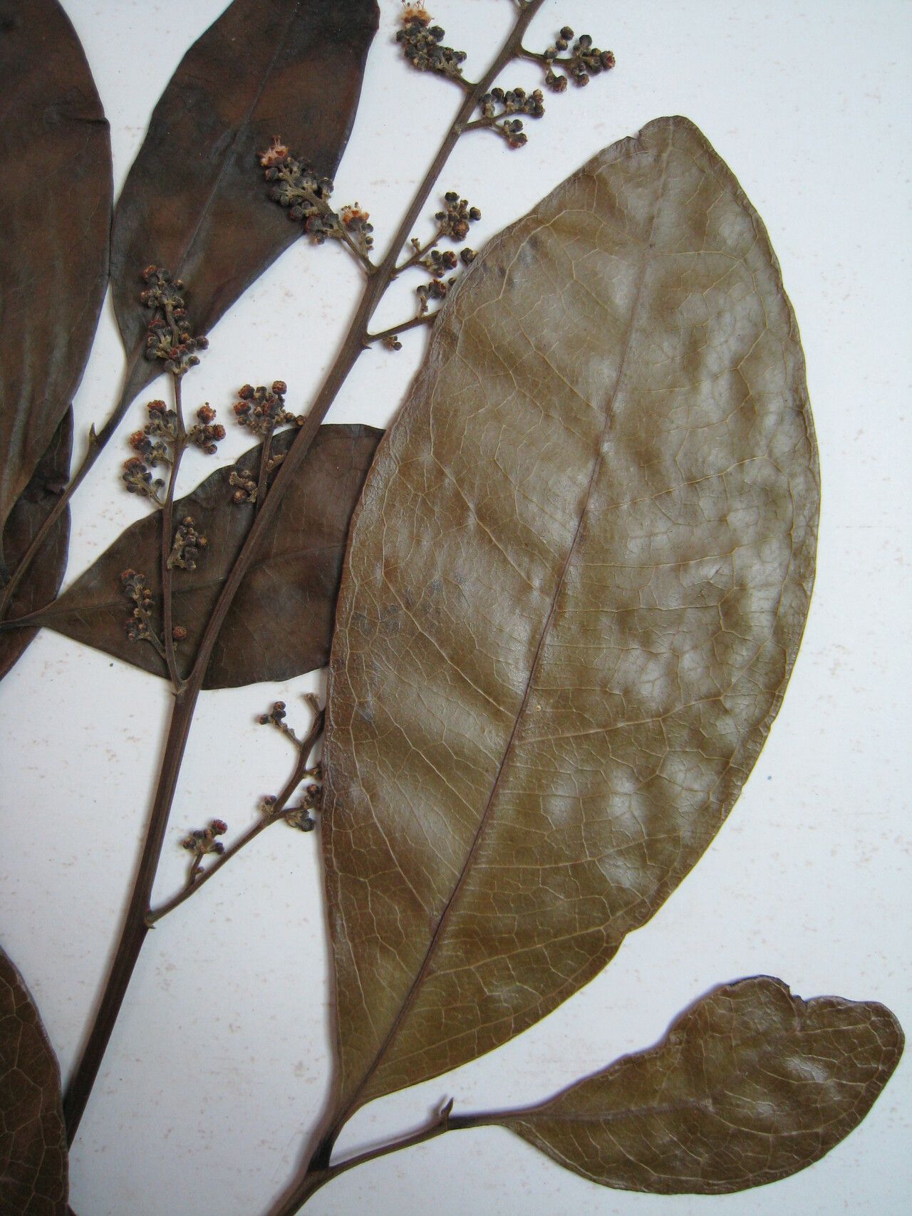 Matayba laevigata other