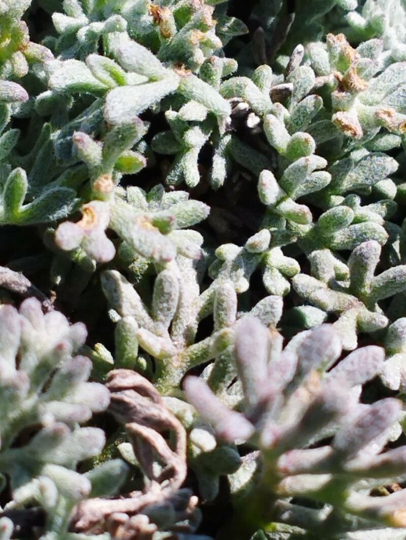 Anthemis aetnensis — related species from the same genus