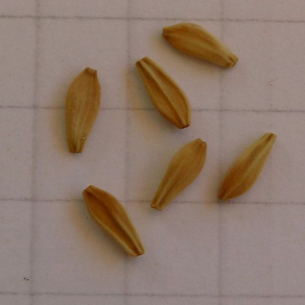 Aposeris foetida fruit