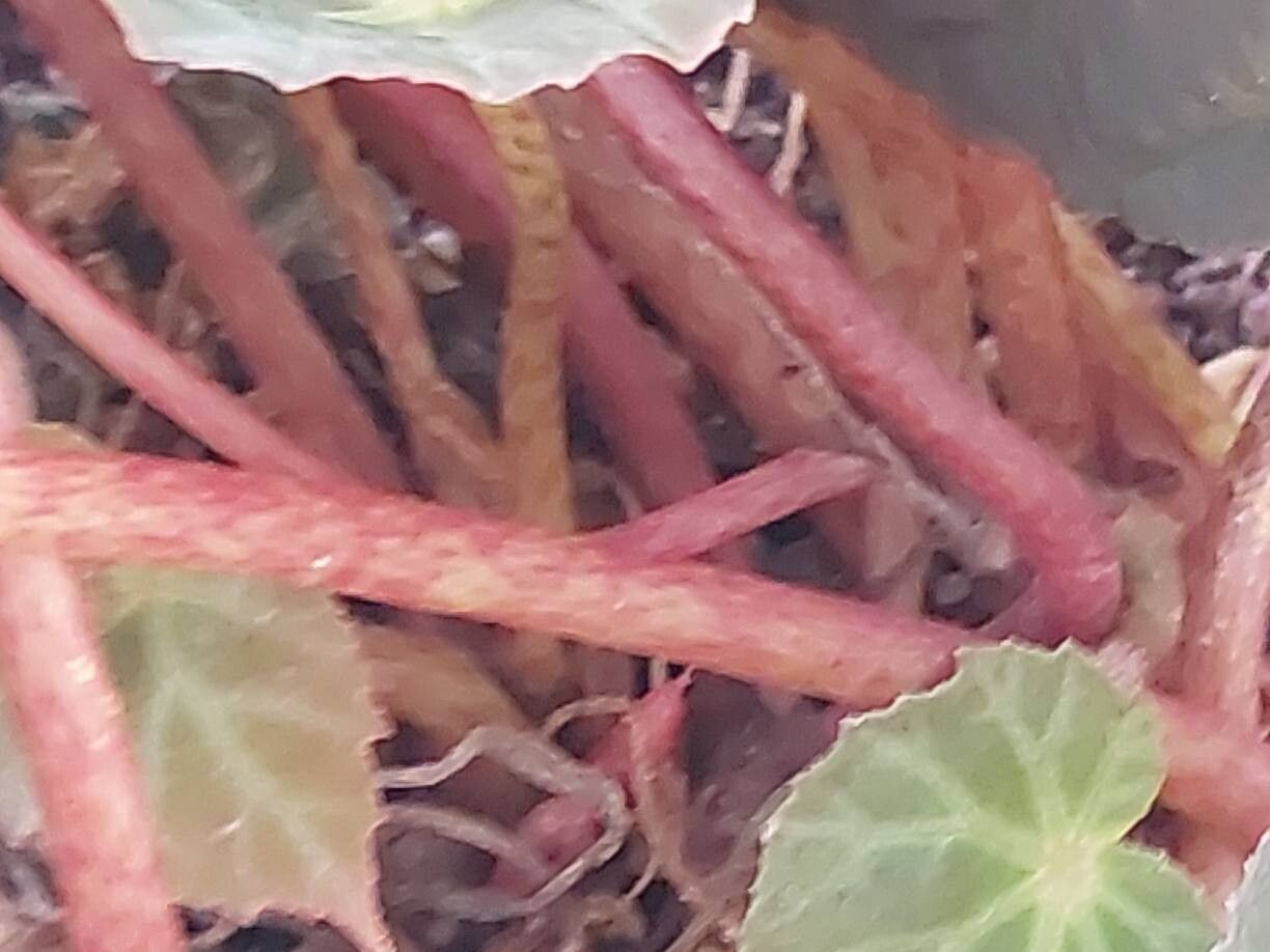 Begonia burkillii bark