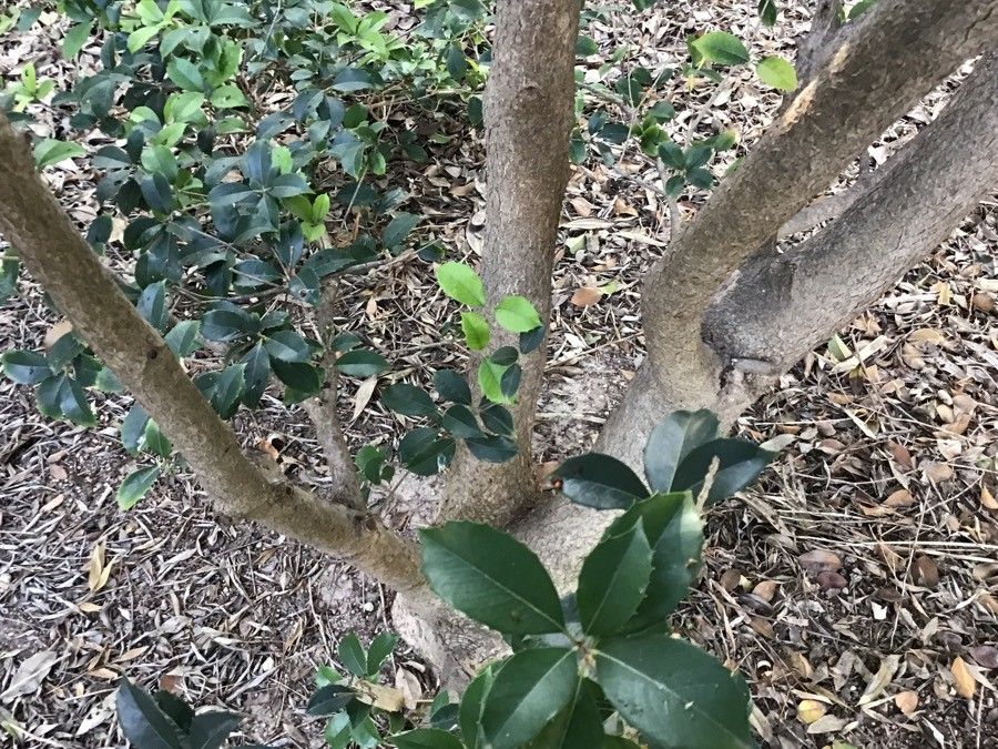 Osmanthus armatus bark