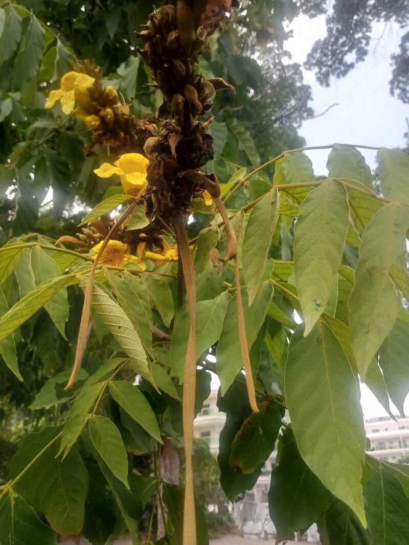Markhamia tomentosa fruit