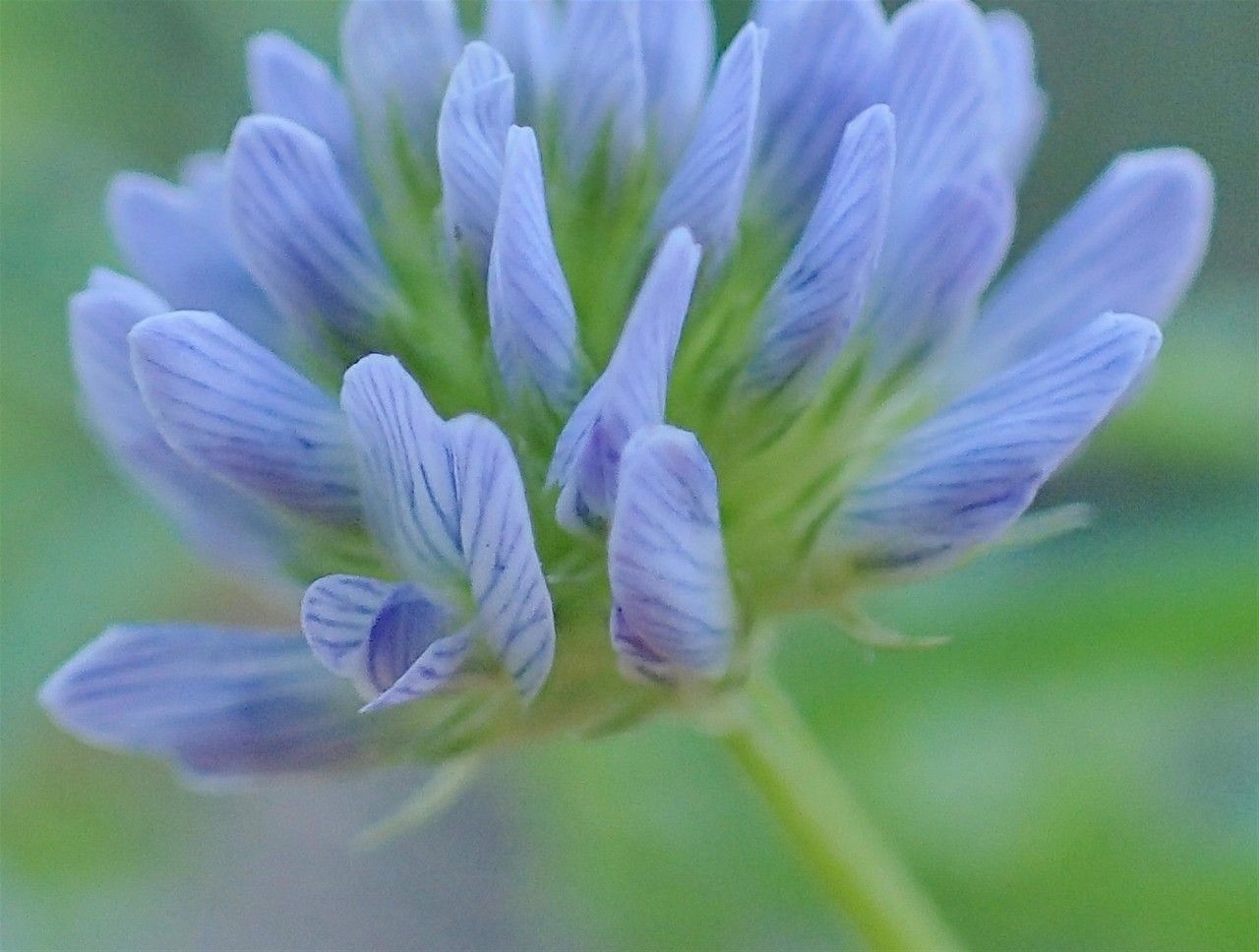 Trigonella caerulea flower