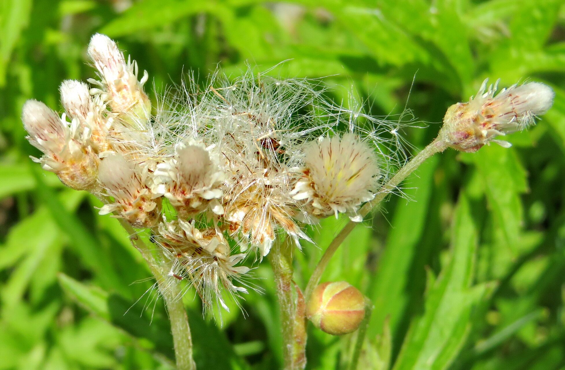 Antennaria media flower