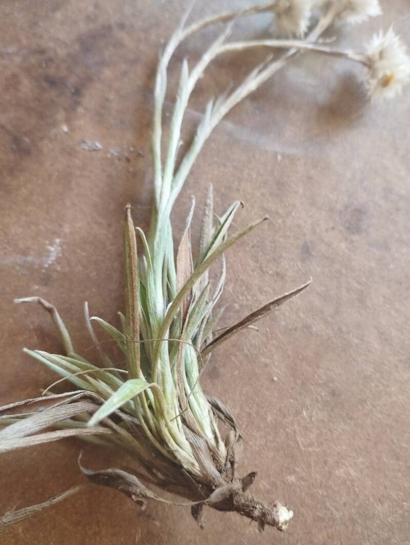 Edmondia sesamoides — houseplant care guide