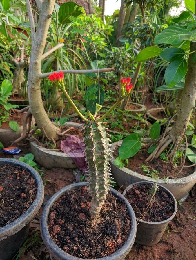 Euphorbia viguieri habit