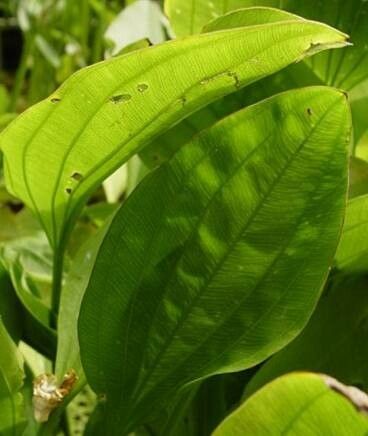 Aquarius grandiflorus leaf