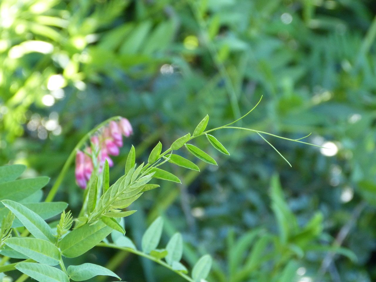 Vicia nigricans other