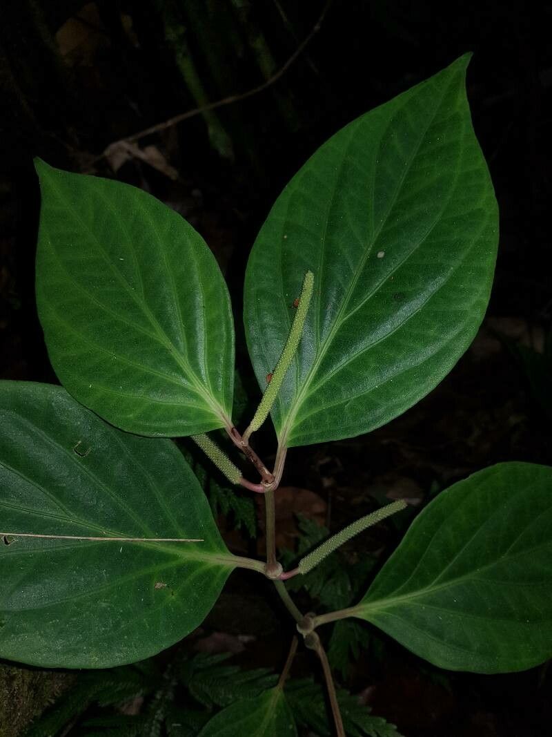 Piper nudifolium leaf