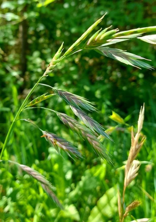 Bromus catharticus fruit