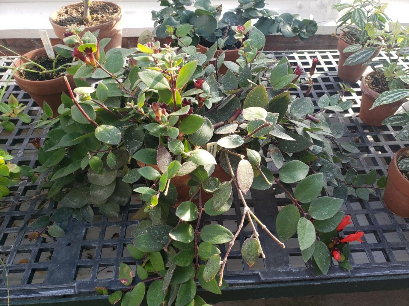 Aeschynanthus obconicus habit