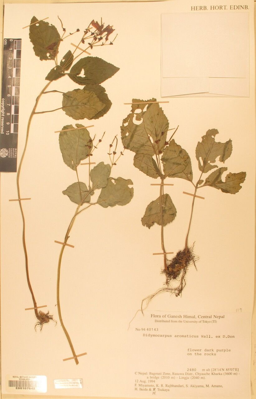 Didymocarpus aromaticus other