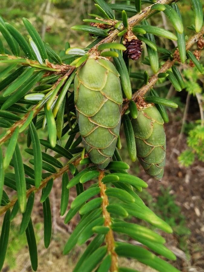 Tsuga dumosa fruit