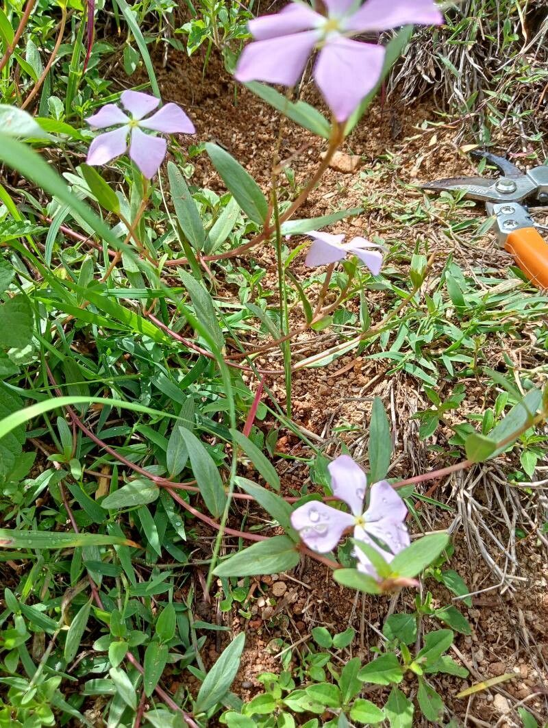 Catharanthus lanceus habit