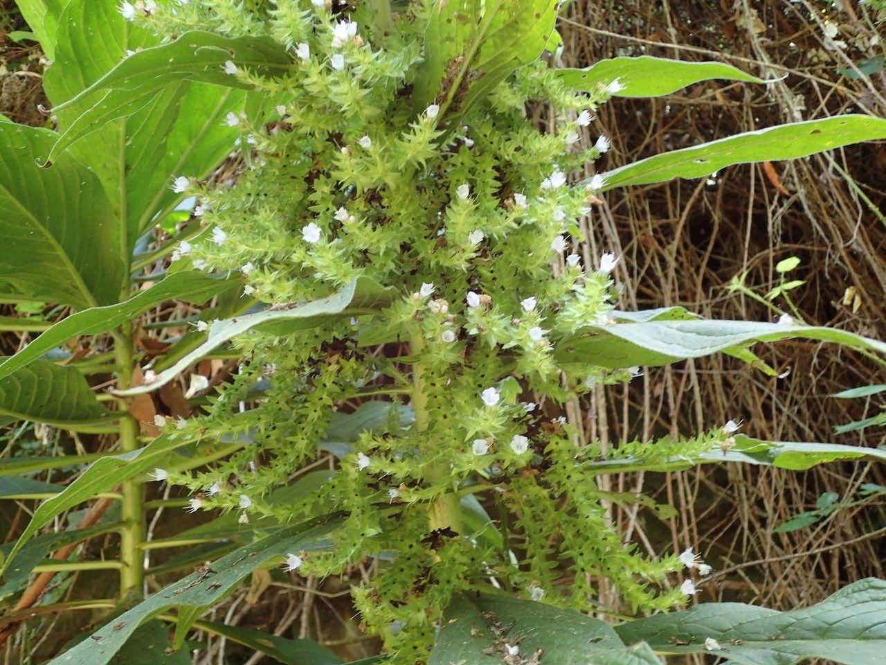 Echium pinninana habit