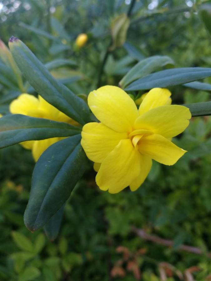 Jasminum mesnyi flower