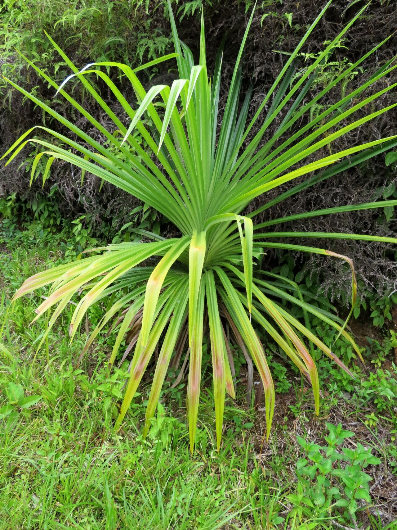 Pandanus livingstonianus habit