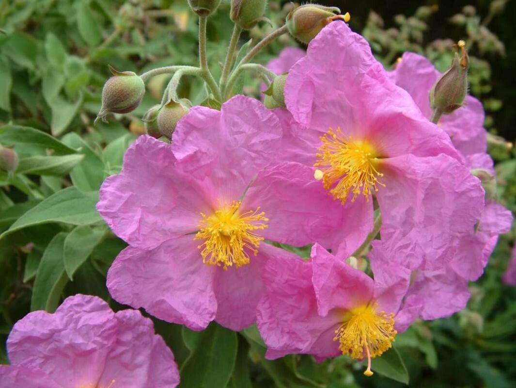 Cistus symphytifolius flower