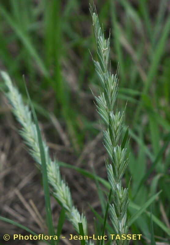 × Thinoelymus mucronatus flower