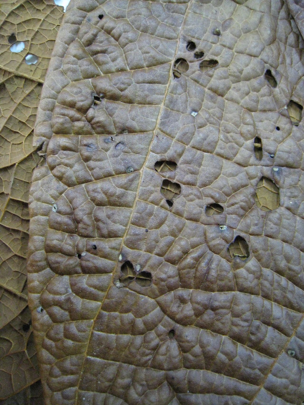 Sterculia speciosa other