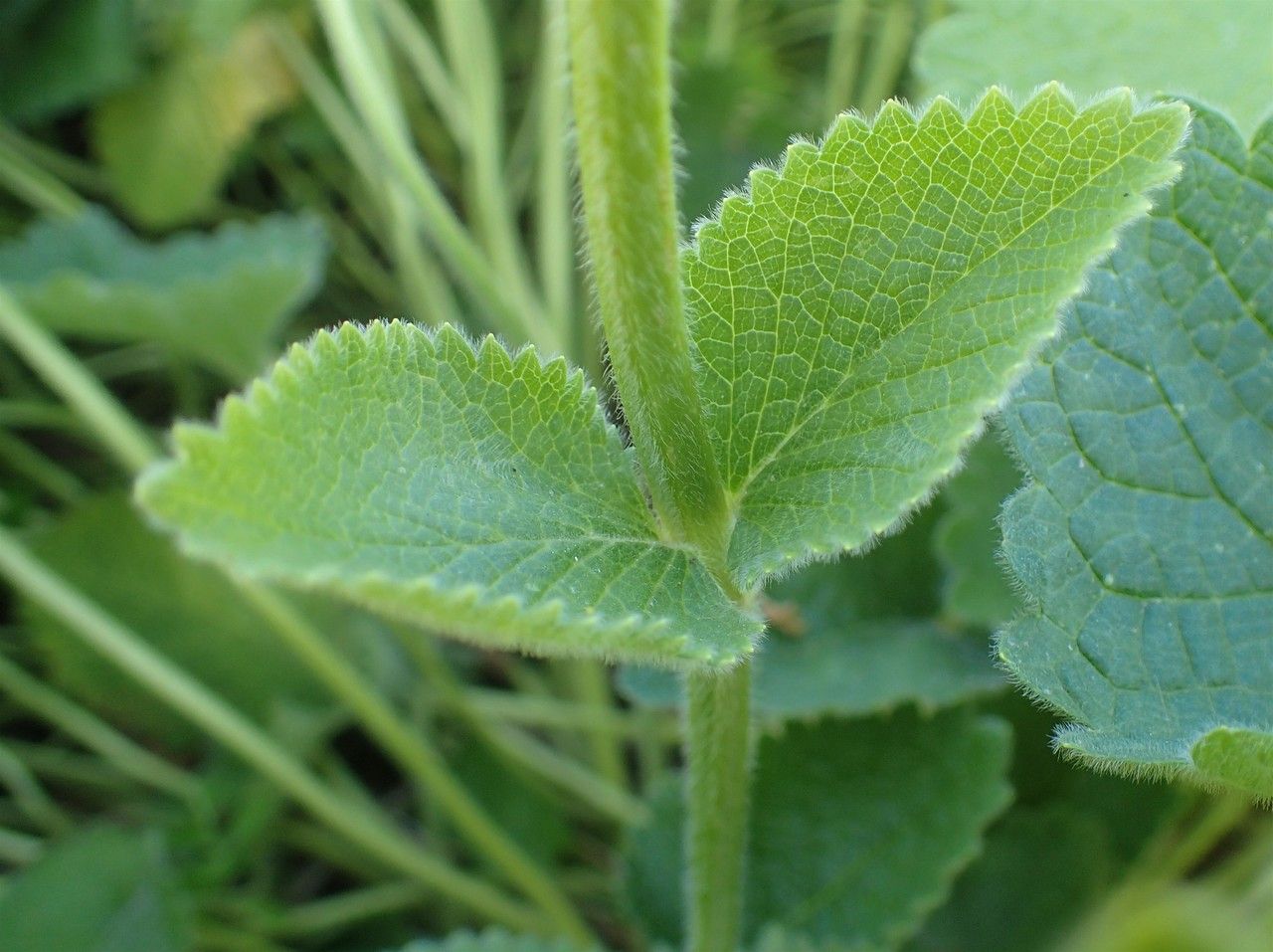 Stachys alopecuros — search result for 'Stachys'