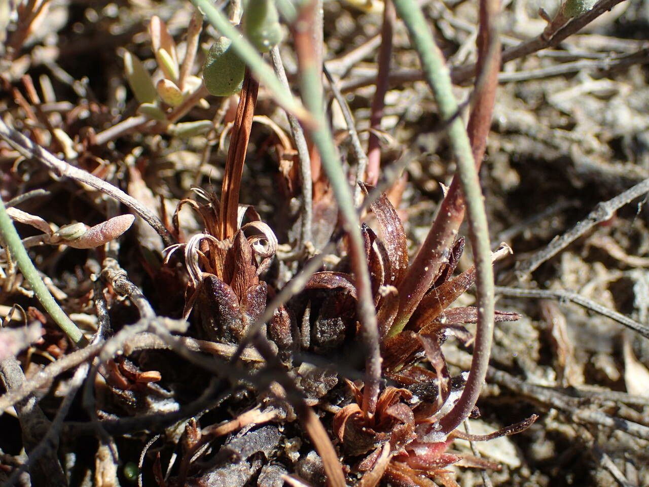 Limonium bellidifolium bark