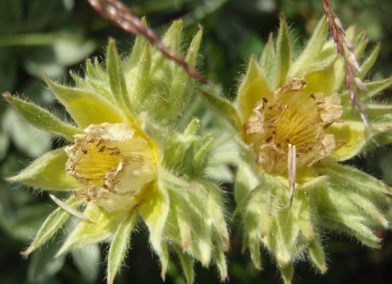 Potentilla grammopetala flower
