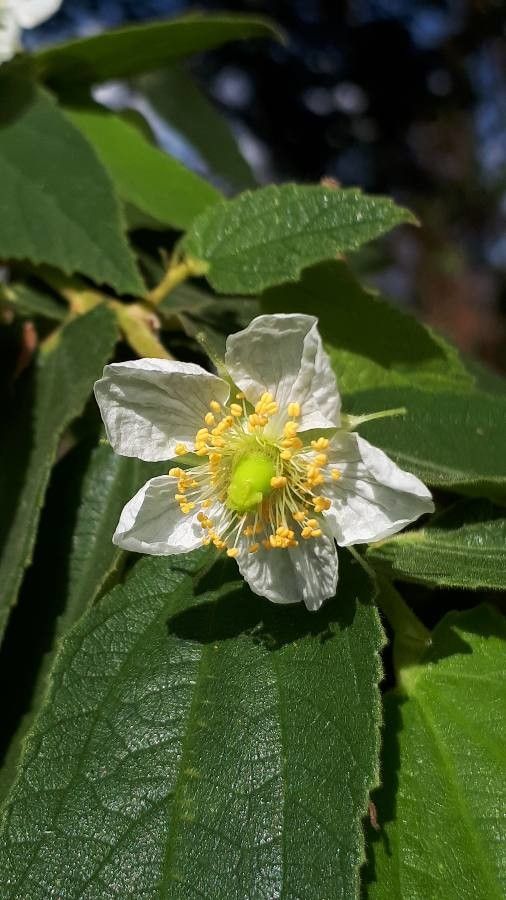 Muntingia calabura flower
