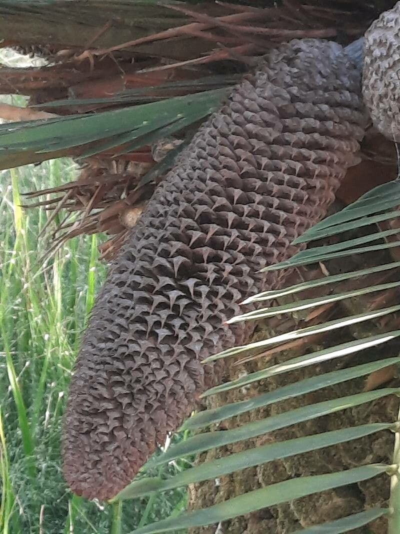 Macrozamia moorei flower