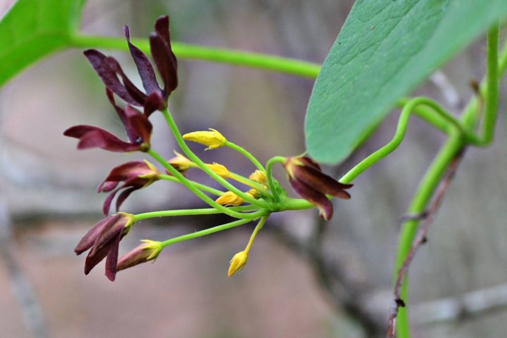 Matelea edwardsensis flower