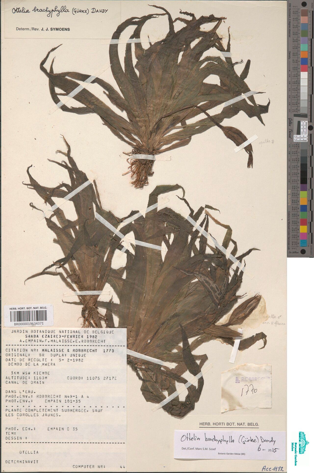 Ottelia brachyphylla — related species from the same genus