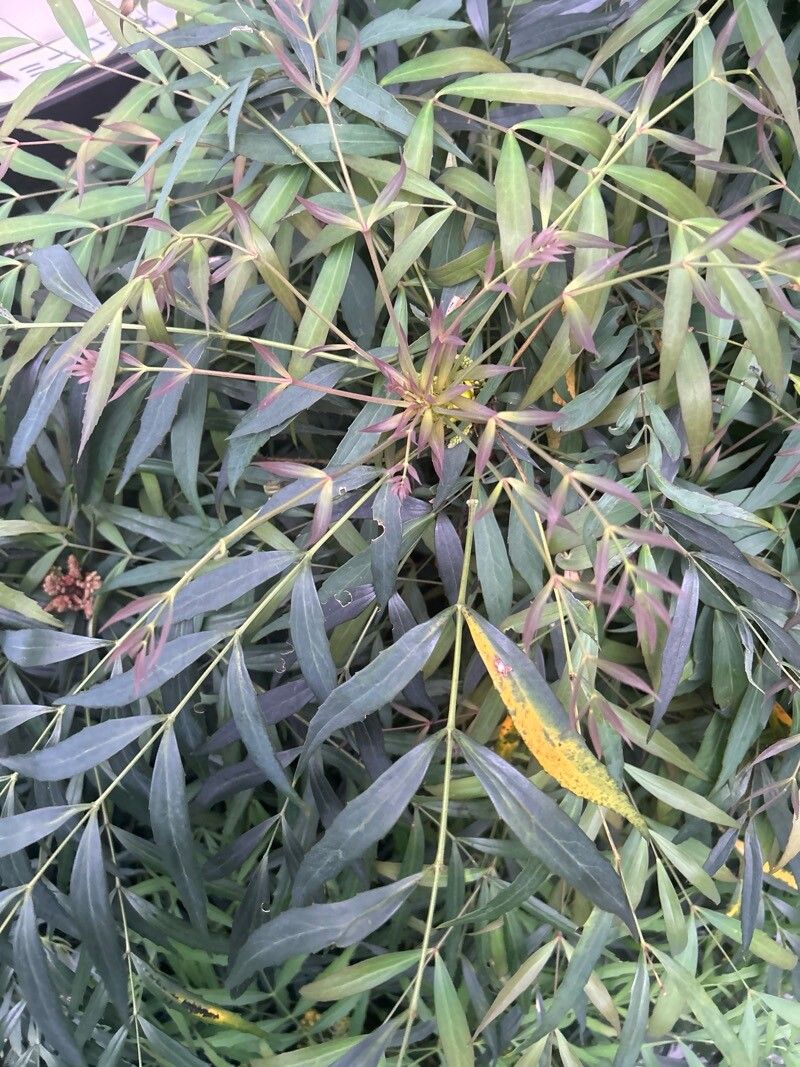 Berberis fortunei leaf