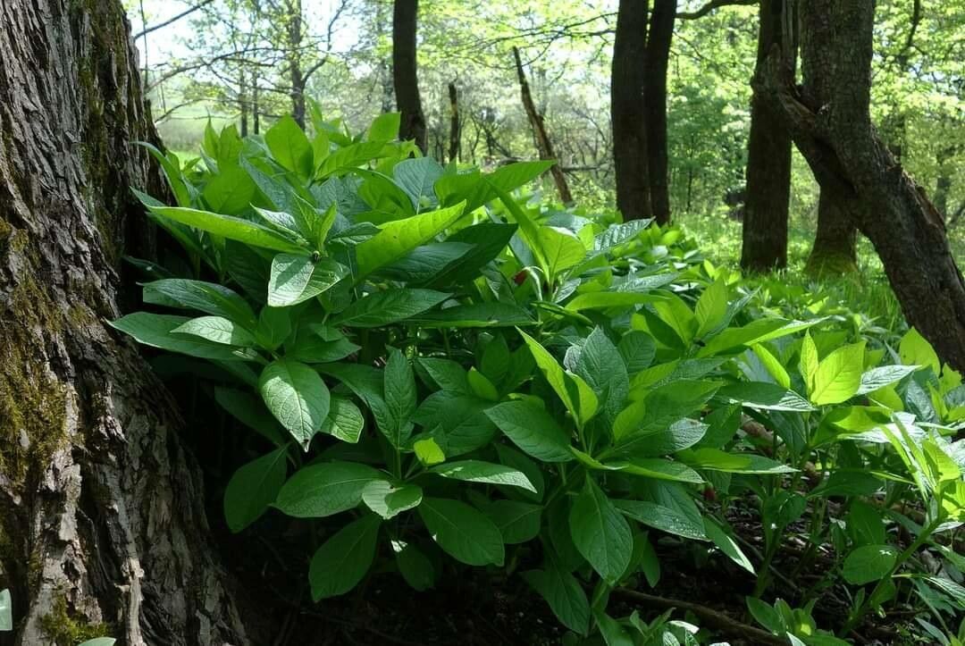 Scopolia carniolica leaf