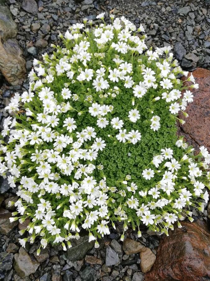 Cerastium uniflorum habit