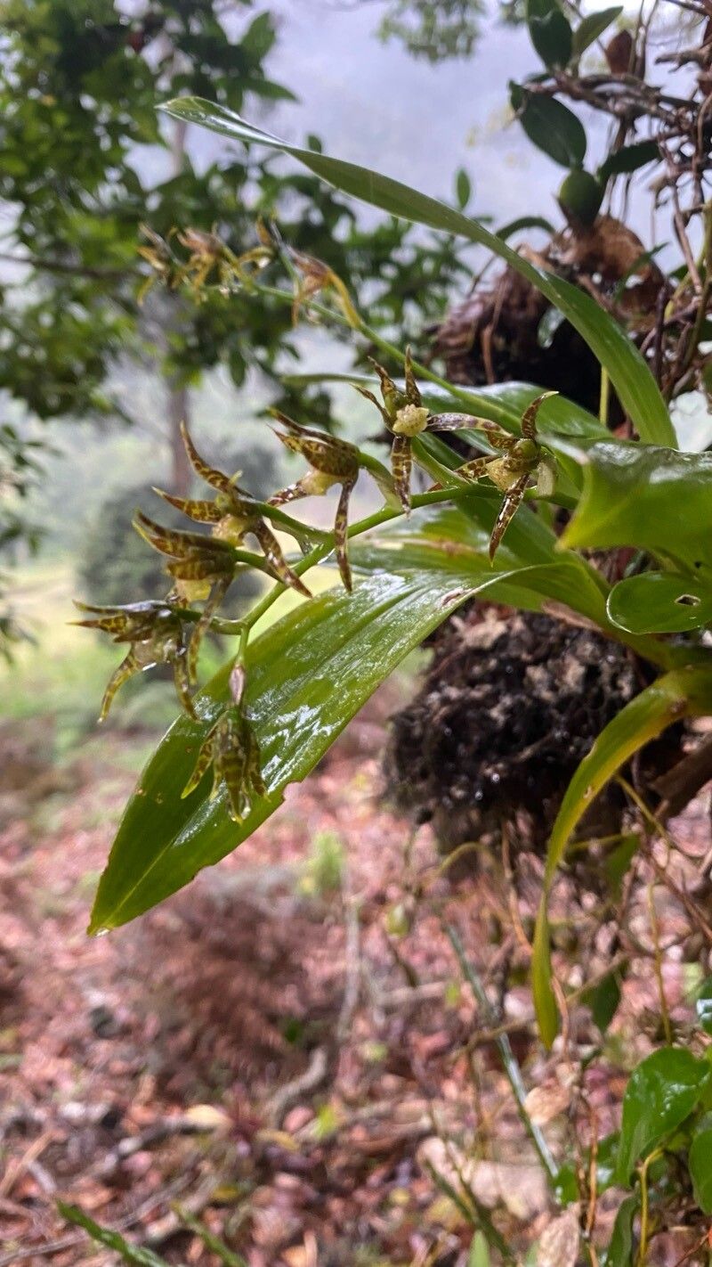 Brassia chlorops flower