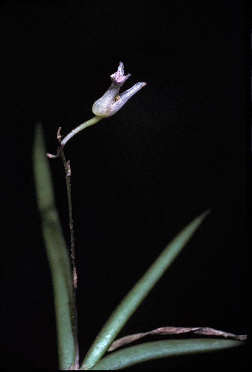 Ionopsis satyrioides flower