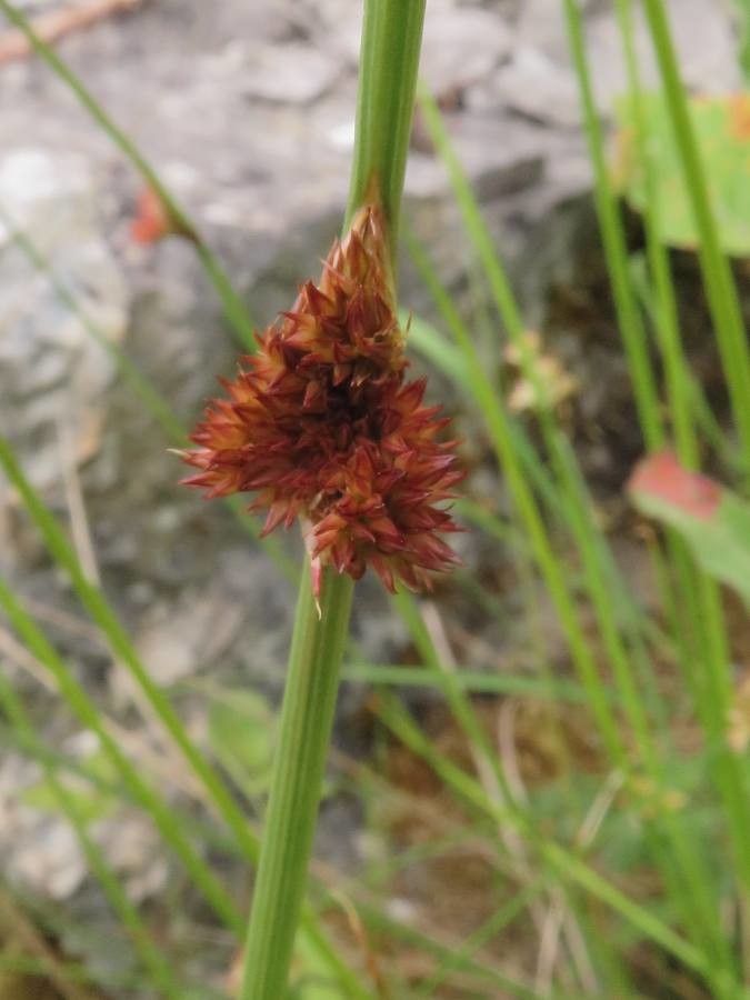 Juncus conglomeratus fruit