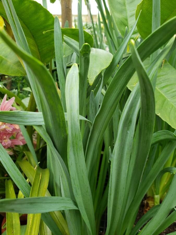 Narcissus spp. — search result for 'Narcissus'