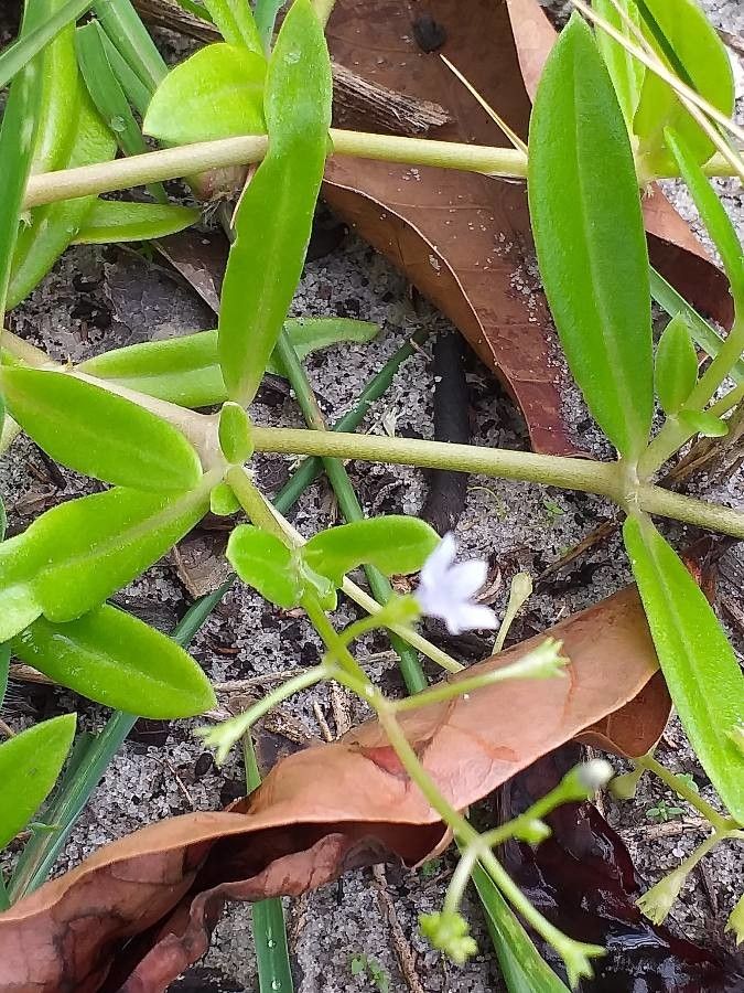 Wahlenbergia marginata bark