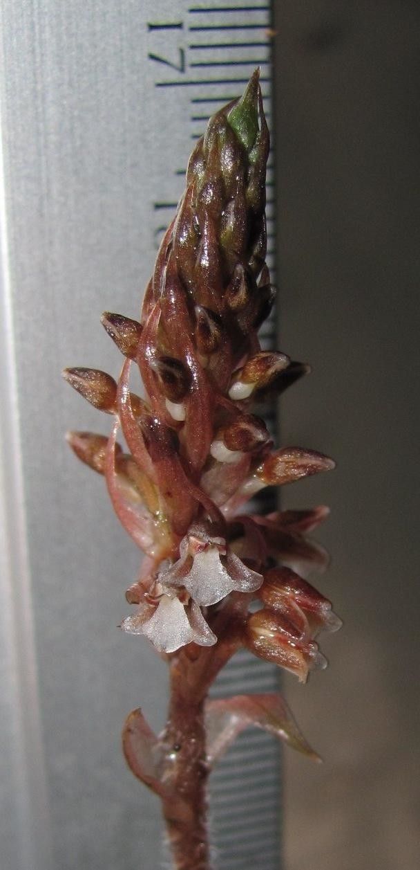 Aspidogyne grayumii fruit