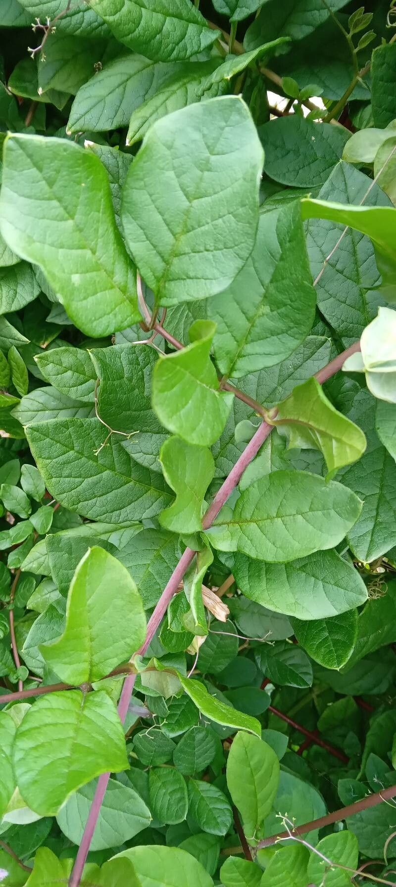 Cobaea scandens leaf