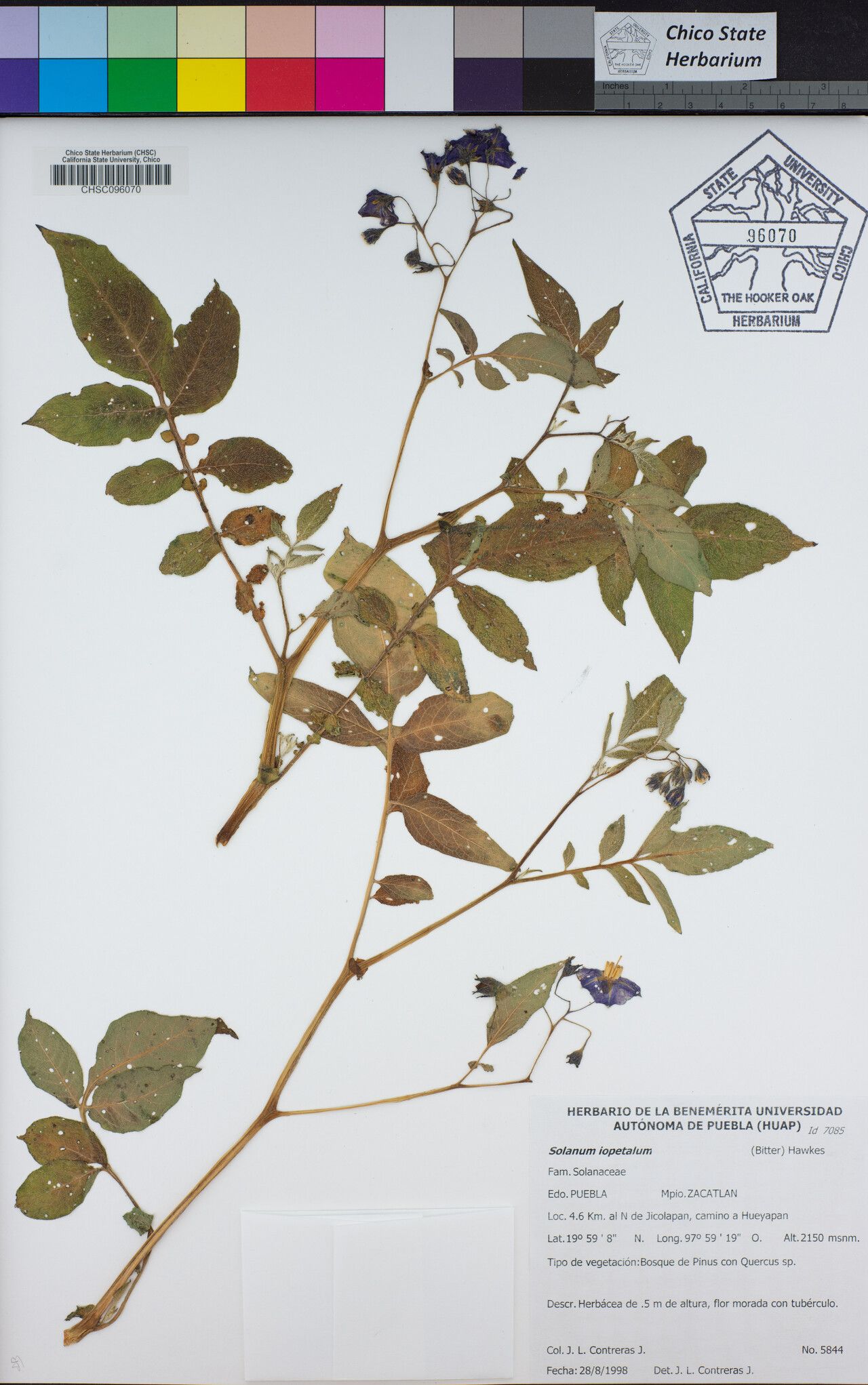 Solanum iopetalum — houseplant care guide