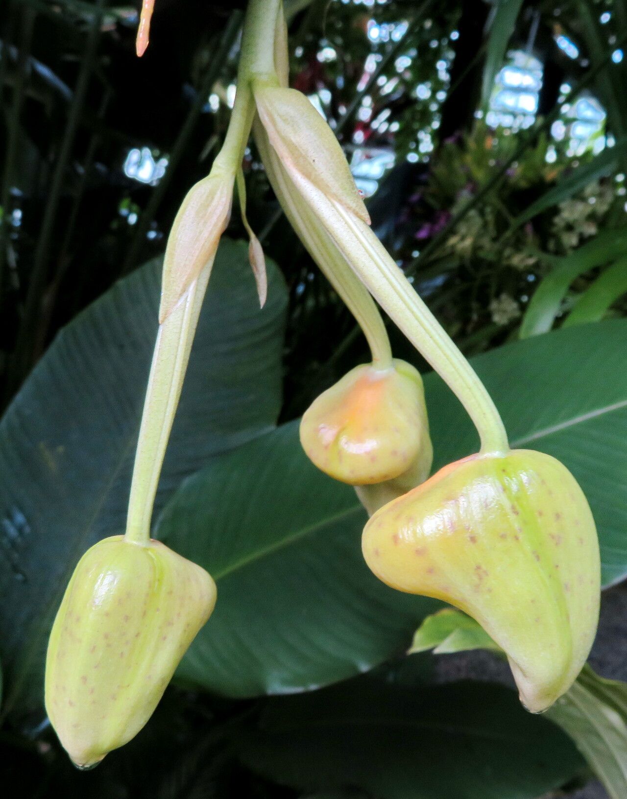 Stanhopea radiosa flower