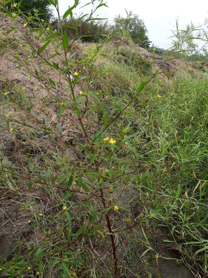 Ludwigia hyssopifolia — search result for 'Ludwigia'