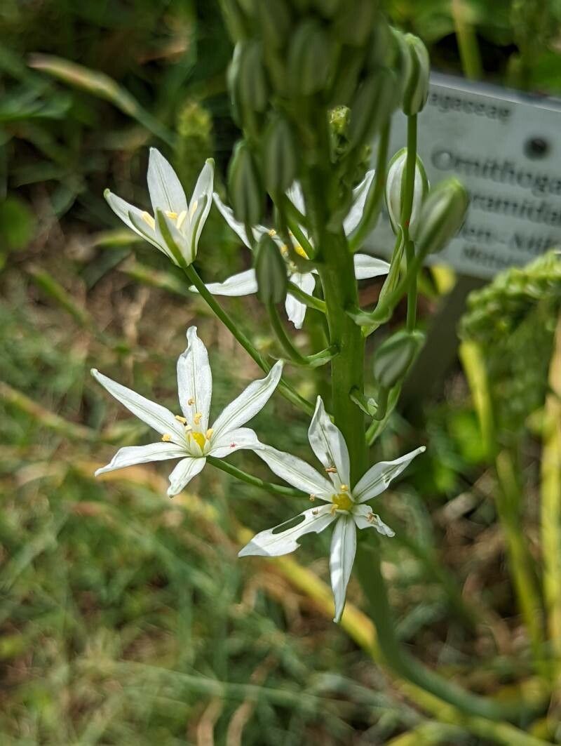Ornithogalum pyramidale flower