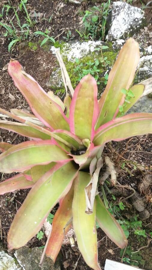 Aechmea mexicana leaf