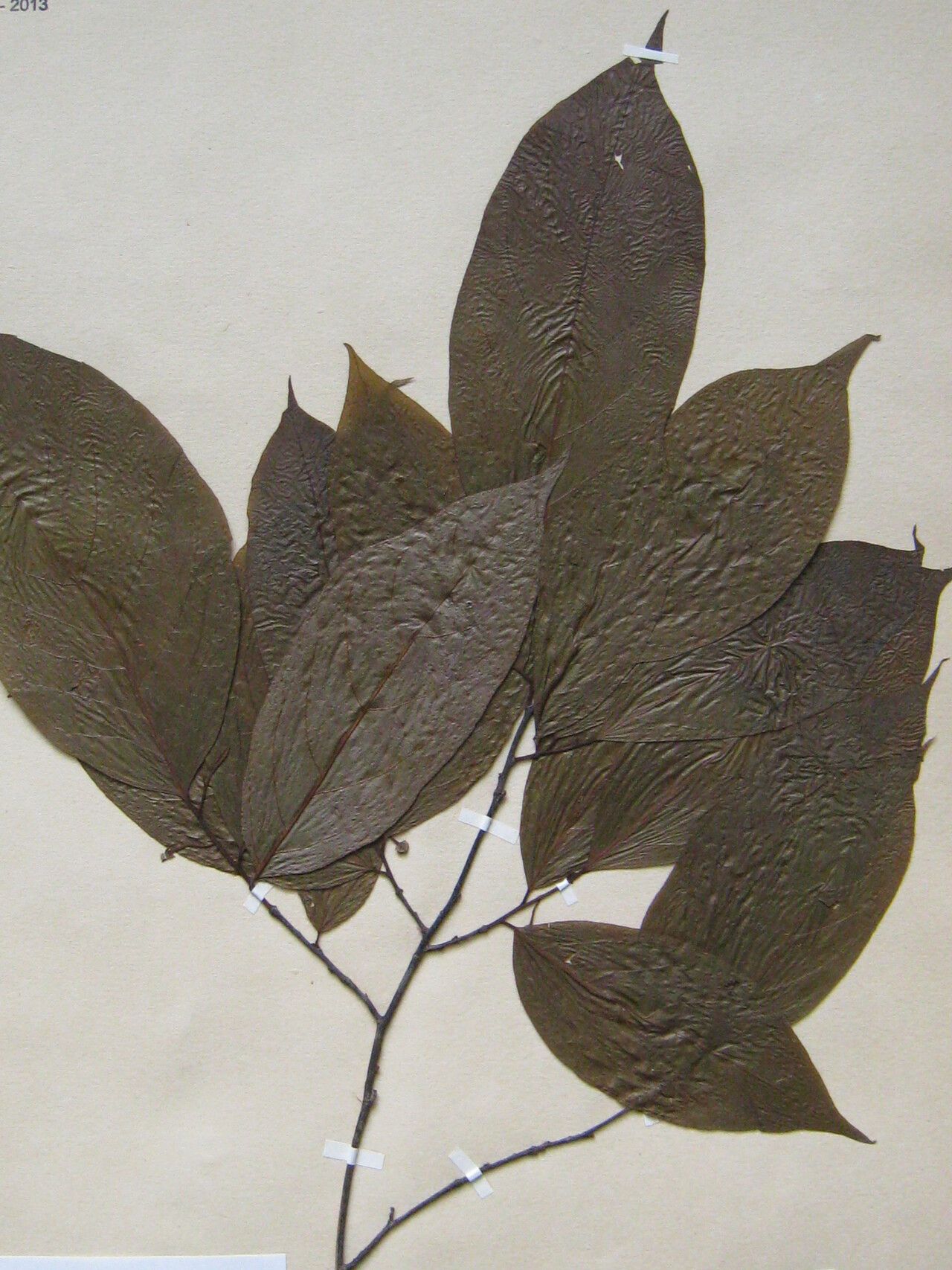 Annona tenuiflora other