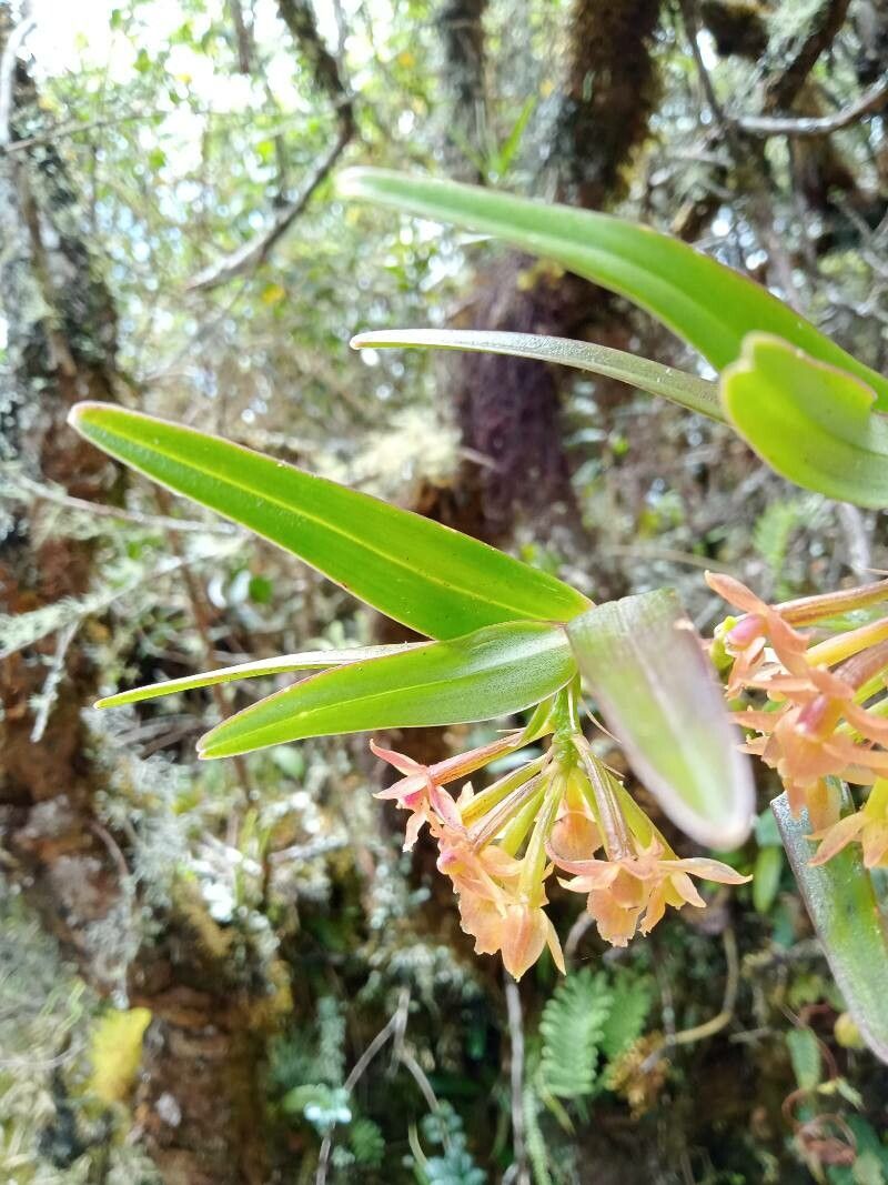 Epidendrum oxysepalum — search result for 'Epidendrum'