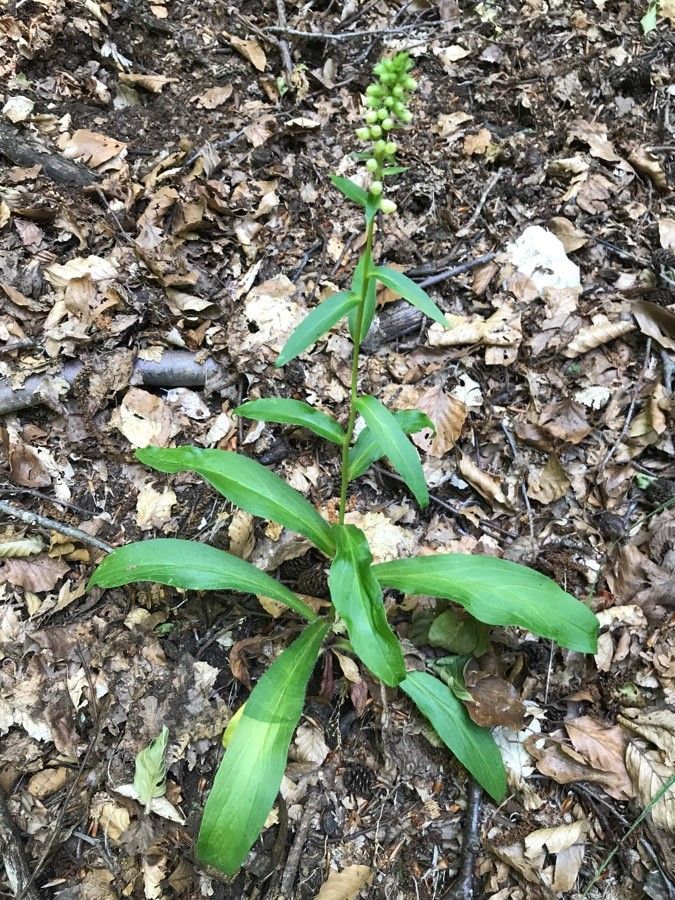 Digitalis micrantha other