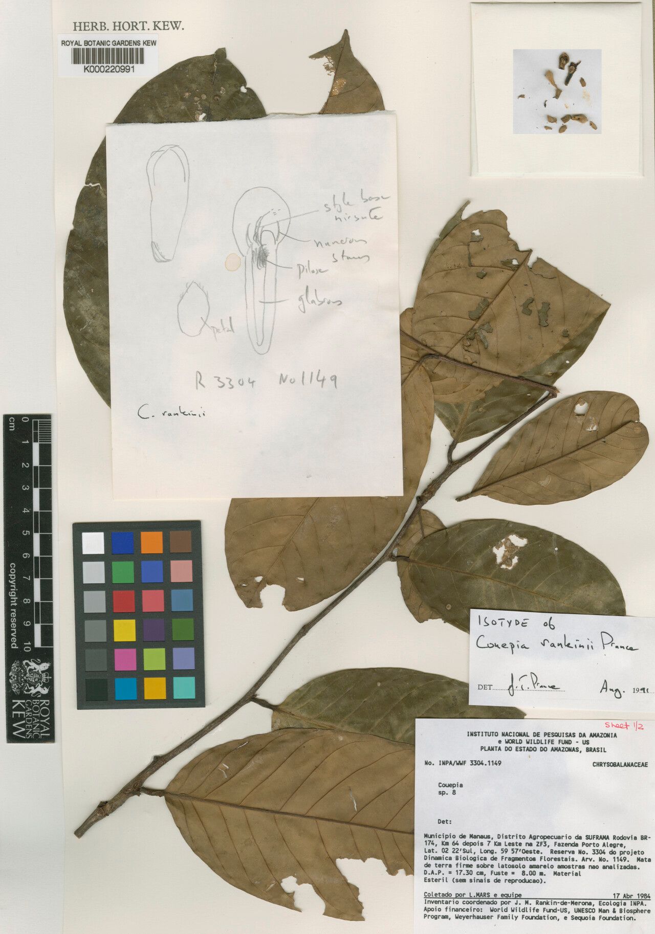 Couepia rankiniae — houseplant care guide